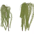 Weeping Willow Trees With Green Drooping Branches And Light Colored Trunks On White Background 3d model