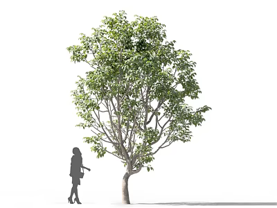 Tall Green Leafy Arbor With Dense Foliage And A Person Standing Beside 3d model