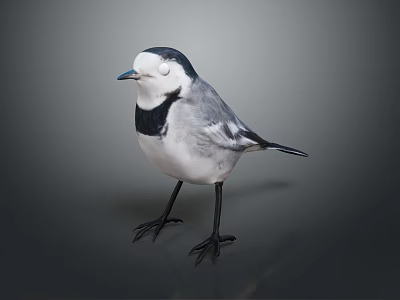 Black and white bird with distinctive plumage standing on gray background 3d model