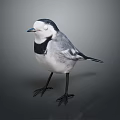 Black and white bird with distinctive plumage standing on gray background