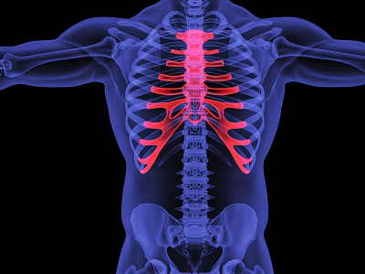 modern human sternum 3d model