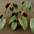 Tropical Indoor Plants With Large Green Leaves And Red Flowers For Home Decor