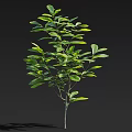 Healthy Single Tree with Green Lush Foliage Against Dark Background 3d model