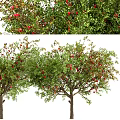 Various Types Of Fruit Bearing Trees With Red Fruits And Green Leaves
