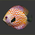 Colorful Discus Fish With Orange White Stripes Green Tail Black Fins Red Eyes And Reflection