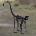 Reptile In Natural Habitat With Long Tail And Scaly Skin Features