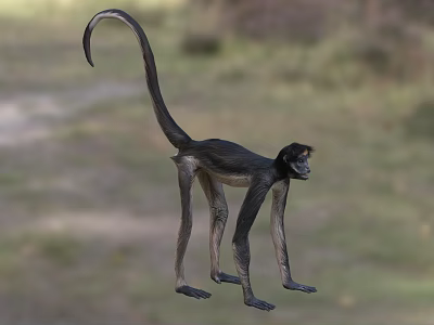 Reptile In Natural Habitat With Long Tail And Scaly Skin Features 3d model