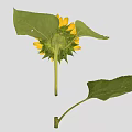 Vibrant Sunflower Plant With Bright Yellow Petals And Fresh Green Leaves