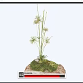 Grass like Plants with Radiant White Flowers on Rock Base with Green Moss and Ferns