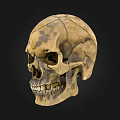 Detailed Antique Human Skull With Cracked Texture On Black Background