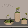 Bonsai Potted Plants with Round Cylindrical Pots Small Foliage Rocks Moss and Transparent Glass Balls