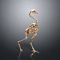 Detailed Golden Ostrich Skeleton Showing Skeletal Organs And Anatomical Features On Gray Background