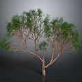 Green Leafy Tree With Brown Trunk And Lush Foliage Against Gray Background