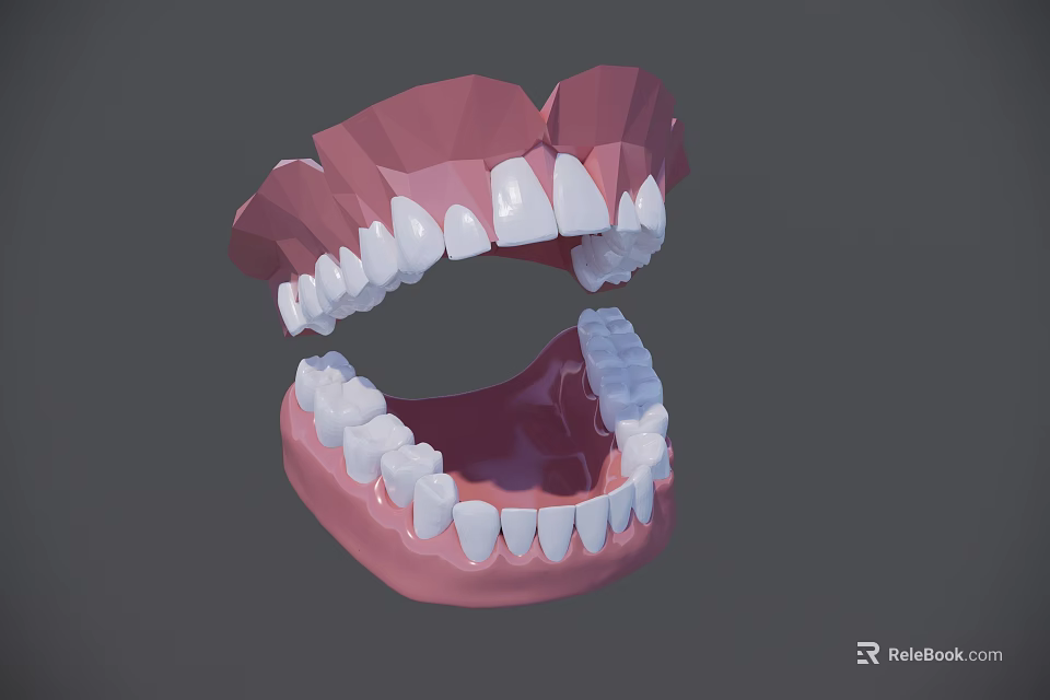 3D Human Teeth and Gums Model with Upper Lower Jaw Anatomical Structure 3d model