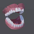 3D Human Teeth and Gums Model with Upper Lower Jaw Anatomical Structure 3d model