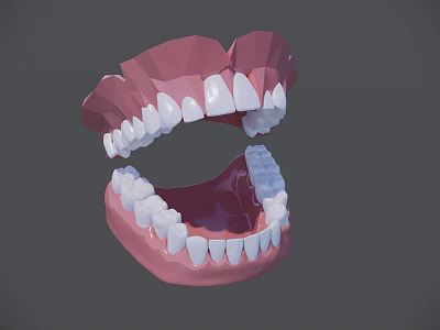 3D Human Teeth and Gums Model with Upper Lower Jaw Anatomical Structure 3d model