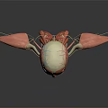 Professional 3D Medical Device Human Muscle Anatomical Teaching Model with Detailed Structure