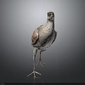 Detailed Gray and Brown Bird Standing on Gradient Gray to Black Background