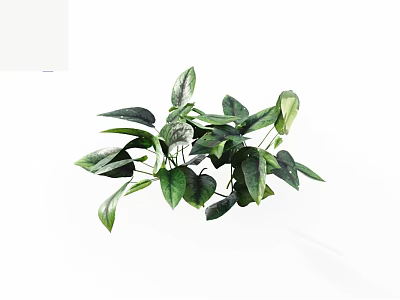 Lush Green Plant Leaves With Dark Green And Light Green Colors On White Background 3d model