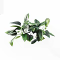 Lush Green Plant Leaves With Dark Green And Light Green Colors On White Background