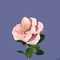 Single Beautiful Pink Flower With Lush Green Leaves On Soft Purple Background