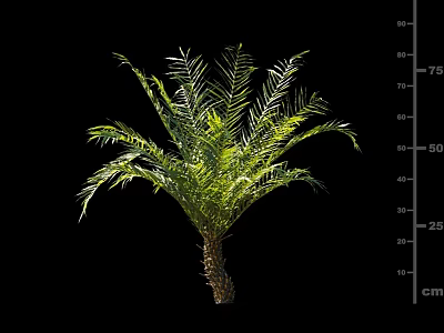 Lush Green Shrub with Feathery Leaves and 75cm Height for Garden Landscaping 3d model