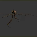 Long Legged Brown Insect Displaying Slender Body on Gray Background With Reflection 3d model