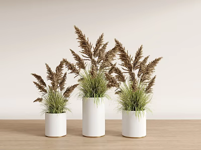 Bonsai Potted Plants In Three White Pots With Reeds Like Green Leaves On Wooden Table Light Background 3d model