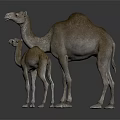 Adult And Baby Camel Standing Together With Light Brown Fur On Gray Surface