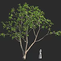 Tall Tree With Lush Green Leaves Standing Beside White Garden Statue