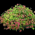 Various Types Of Colorful Bushes With Different Shapes For Garden Landscaping