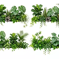 Indoor Tropical Greenery With Lush Monstera Ferns And Hanging Vines