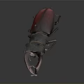 Shiny Red And Black Beetle With Large Pincers Displayed On Dark Background