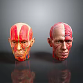 Medical Anatomical Head Models For Teaching Muscle Structure And Human Anatomy