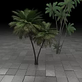 Lush Palm Trees In Outdoor Setting With Stone Tile Ground And Dark Background