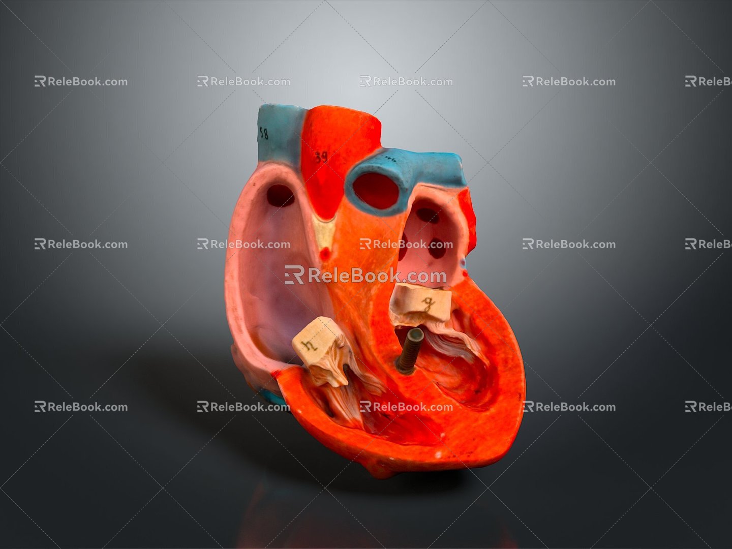 Heart Heart Human Heart Heart Anatomical Organs Human Organs Human Body 3d model