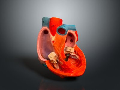 Heart Human Heart Anatomical Organs Human Organs Human Body 3d model