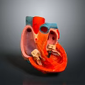 Detailed Anatomical Human Heart Model Medical Device For Medical Education Training