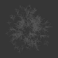 Feathery Green Grass Tuft With Lush Growth And Natural Texture In Black Backdrop