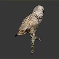 Snowy Owl With White And Brown Feathers Perched On Tree Branch Against Dark Background