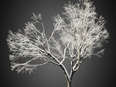 Snow Covered Leafless Tree With White Branches Against Dark Background 3d model
