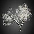 Snow Covered Leafless Tree With White Branches Against Dark Background 3d model