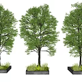 Three Deciduous Trees in Concrete Planters with Lush Green Foliage for Urban Landscaping