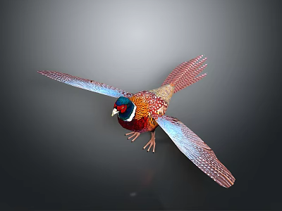Colorful Pheasant With Spread Wings Red Head Blue Wings Vibrant Feathers On Dark Background 3d model