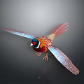 Colorful Pheasant With Spread Wings Red Head Blue Wings Vibrant Feathers On Dark Background