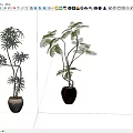 Indoor Decor Bonsai Potted Plants With Green Leafy Branches In Stylish Black Pots