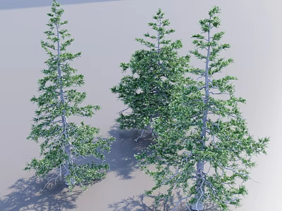 Three Arbor Trees With Green Foliage Gray Trunks And Shadows 3d model