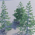 Three Arbor Trees With Green Foliage Gray Trunks And Shadows 3d model