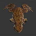 Brown Patterned Toad With Textured Skin And Large Eyes On Dark Background 3d model