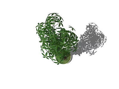 Lush Green Bonsai Potted Plant With Dense Foliage And Natural Shadow 3d model